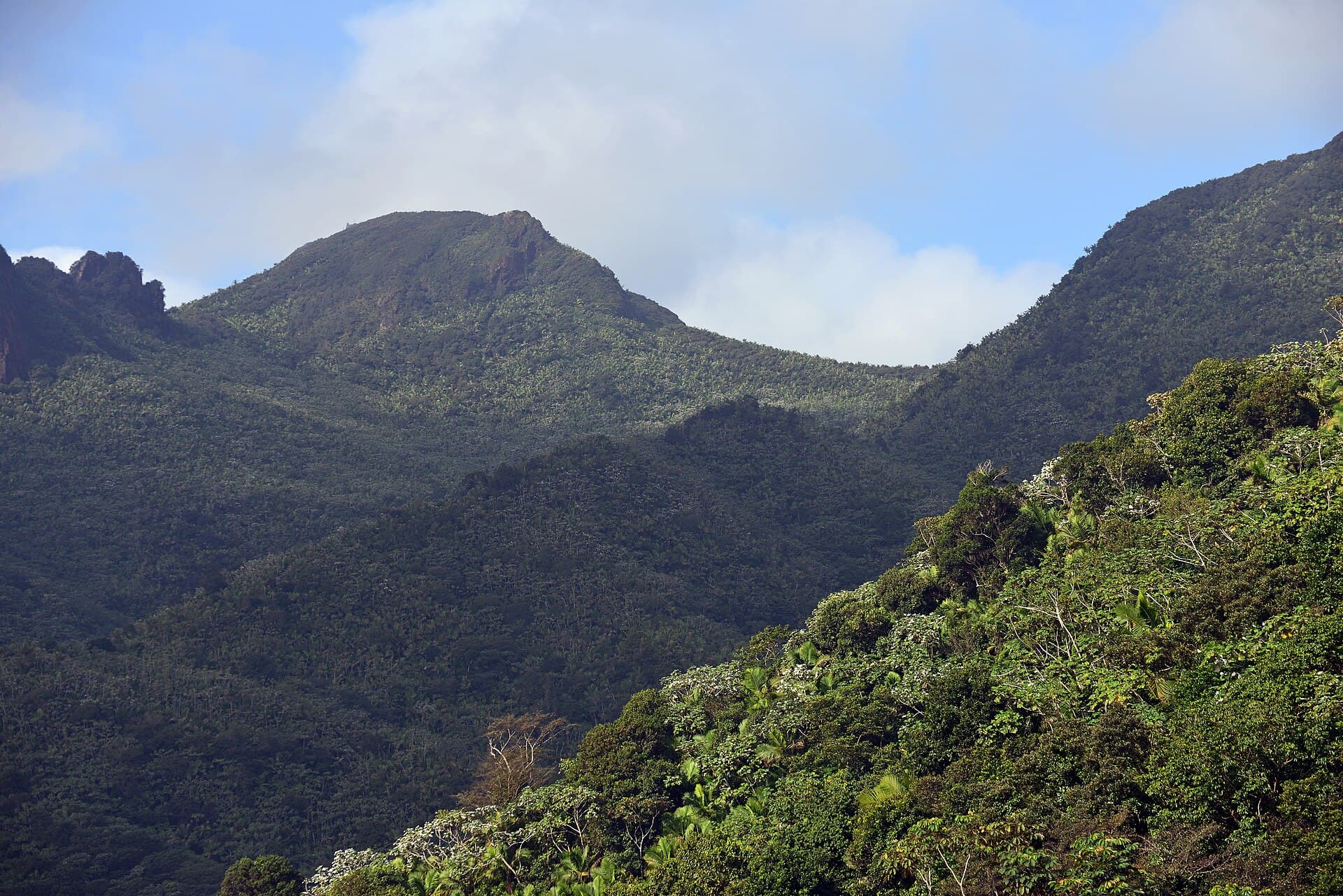 The forested peaks of El Yunque under low cloud